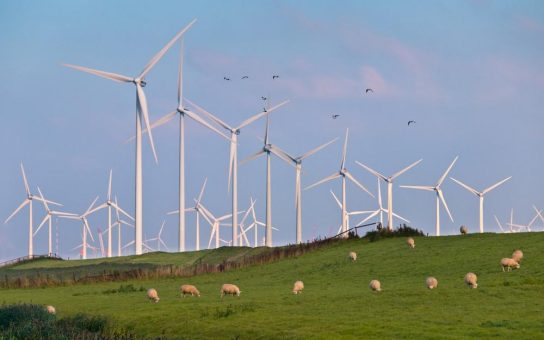 Erneuerbare Energien im Einklang mit Naturschutz: Nachhaltige Windparks und Solarfarmen schützen die Tierwelt