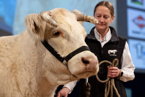 EuroTier 2024: TopTierTreff – Internationaler Marktplatz der Spitzengenetik