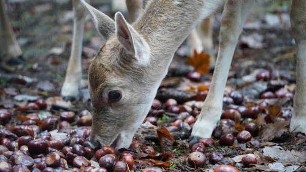 Eicheln- und Kastanienannahme im Wildpark Schwarze Berge