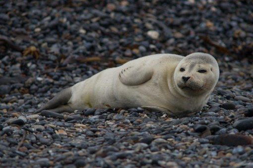 Restplätze für Fotoreise nach Helgoland von 10.-12. Januar 2020