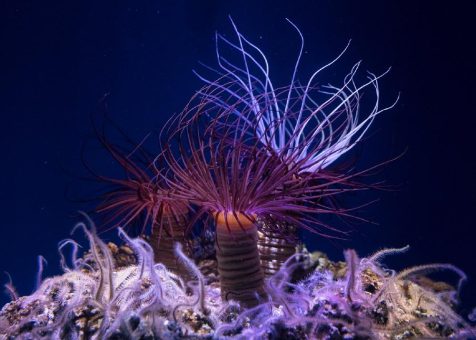 Museum widmet Einheimischen Aktion „Weniger ist MEER – weniger zahlen, MEER erleben“ im OZEANEUM Stralsund