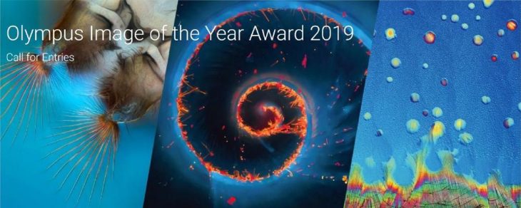 The Art of Science: Olympus startet ersten weltweiten „Image of the Year“-Award