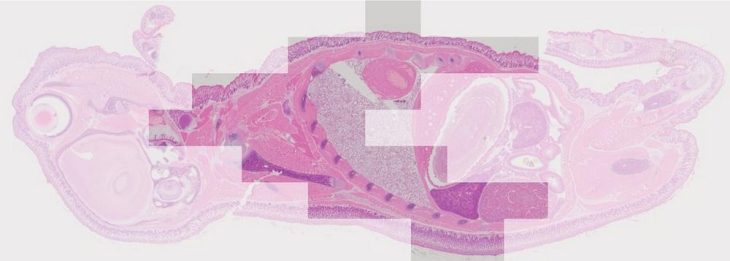 cellSens erweitert die Möglichkeiten der Mikroskopie