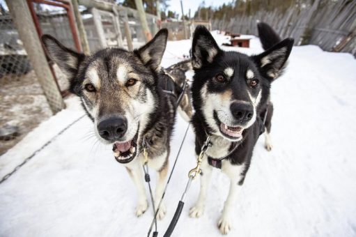 Mit Karawane Reisen ein finnisches Wintermärchen erleben