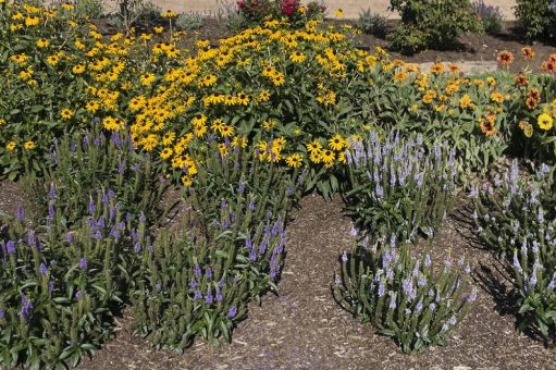 Neuheit im Staudensortiment: Die hitzetolerante Veronica spicata-Serie „Candela“ eröffnet den kommenden Sommer in drei starken Farben