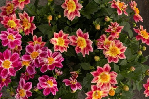 Attraktiv von Anbau bis Absatz: Die neue Dahlia „Summer Bees“-Serie verspricht einen langen farbenfrohen Sommer