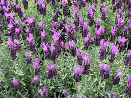 Lavendel „LaDiva“: Ausdrucksstarker neuer Markenname und zwei neue Sorten für die nächste Saison