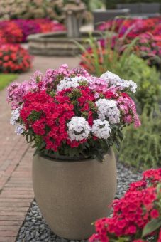 Vom Frühling bis zum ersten Frost: Umfangreiches Phlox-Sortiment für eine komplette Saison