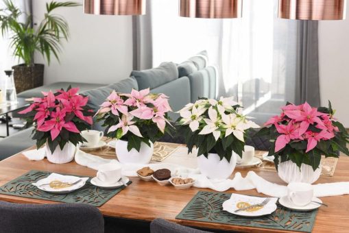 Farbenfrohe Weihnachten garantiert: Einzigartige Poinsettien-Hybridlinie „J’Adore“ überzeugt Produzenten und Verbraucher