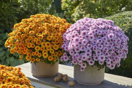 Hitzetolerant und absolut farbstabil: Zwei Sorten-Highlights der Vitamum-Gartenchrysanthemen