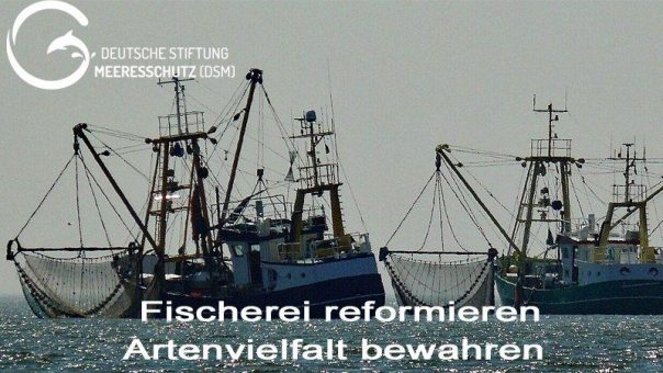 Zur 24. Sondersitzung der Fischereikommission ICCAT in Limassol, Zypern