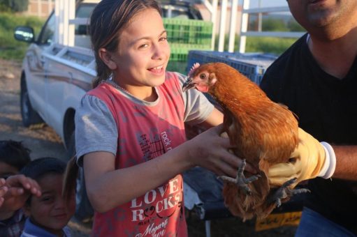 Geflügel verbessert Ernährung und sichert Einkommen für kurdische Flüchtlinge