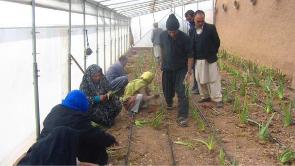 Frauen in Afghanistan bauen gemeinschaftlich „Aloe Vera“ an