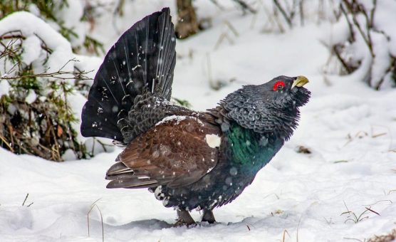 Schwarzwald Tourismus ruft zu Spenden für das  Auerhuhn auf