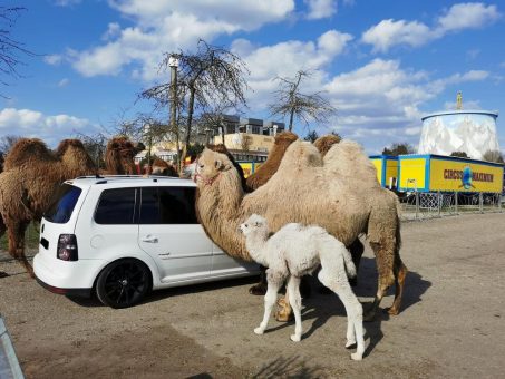 Kernie’s Familienpark bleibt noch geschlossen, das Safariland geht weiter (bis 2. Mai)!