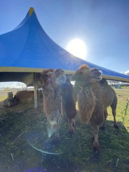 Tierisch gut – Circus Maximum organisiert Safariland am Niederrhein (Aufgrund des großen Erfolges Verlängerung am 26., 27., 28. März 2021)