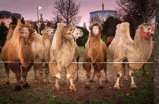 Verschiebung Eröffnung auf 26.2.2021: Tierisch gut – Circus Maximum organisiert Safariland am Niederrhein…