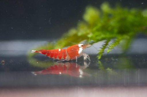 „Koi & Aquaristik“ am 11. und 12. Mai im Messe- und Kongresszentrum Kalkar (mit weltweit erstem „Shrimp World Cup“)