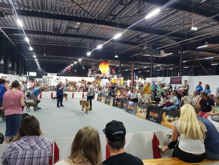 4. hundundkatze Niederrhein 2019 am 4. und 5. Mai in der Messe Kalkar