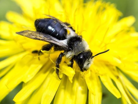 Spende statt Geschenke: Engagement für Natur und Vielfalt