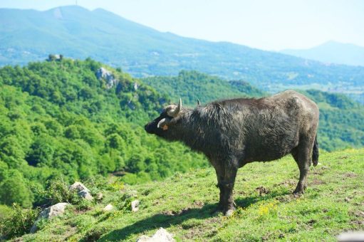 Neben Käse jetzt auch Bolognese