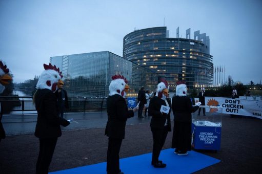 „Don’t Chicken Out“: Animal Society fordert das Europäische Parlament zum Handeln auf