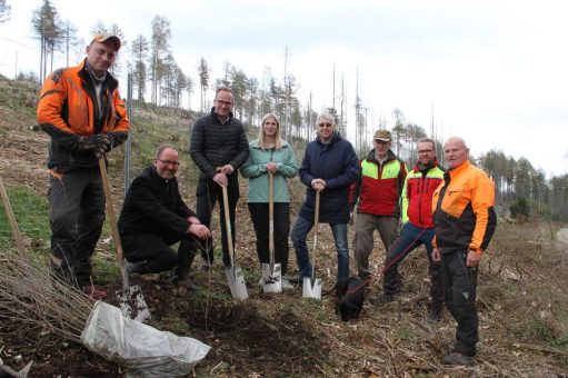 Aufforstung im Silberbachtal: Wortmann Gruppe sponsert über 13.000 Setzlinge