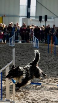 Erfolgreiche Messe Fellnasen & Friends: Der Norden zeigte sein Herz für Tiere