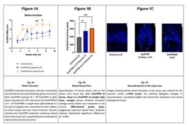 ExoPTEN präklinische Studie zeigt signifikantes Potenzial zur Verbesserung der motorischen Funktion, des Blutflusses und der Genesung nach Rückenmarksverletzungen