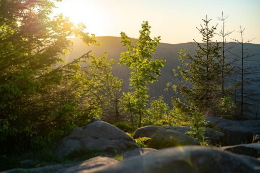 Wanderung zu den Luchsen